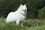 SAMOYEDE 045